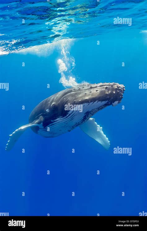 Humpback Whale Megaptera Novaeangliae Hawaii Usa Stock Photo Alamy