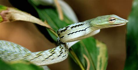 Herping Tours In Kaeng Krachan National Park By Tontan Travel Wildlife