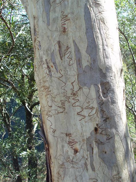 Photo of Scribbly gum Eucalyptus haemastoma | Free Australian Stock Images