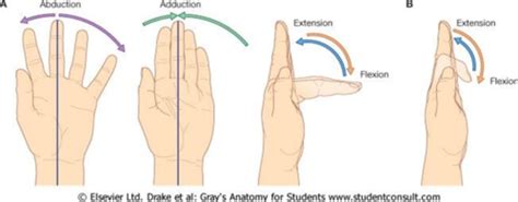 Hand Finger And Thumb Motions Flashcards Quizlet