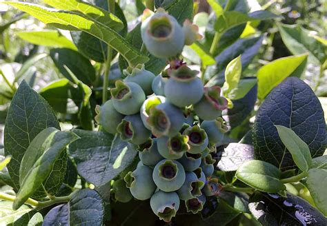 How To Prune Blueberries Big Blog Of Gardening