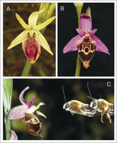 Full Article Why Sexually Deceptive Orchids Have Colored Flowers