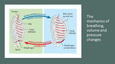 Body Systems Mechanics Of Breathing Flashcards Quizlet