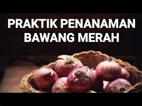 Dokumentasi Praktik Luht Sesi Penanaman Bawang Merah Youtube