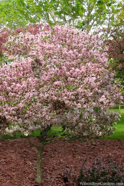 Buy Southern Crabapple Malus Angustifolia Free Shipping 3 Gallon