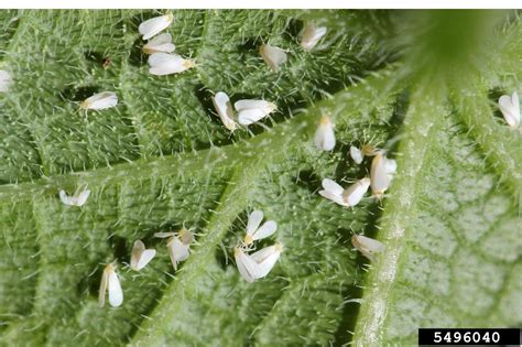 Whiteflies on Flowers | University of Maryland Extension