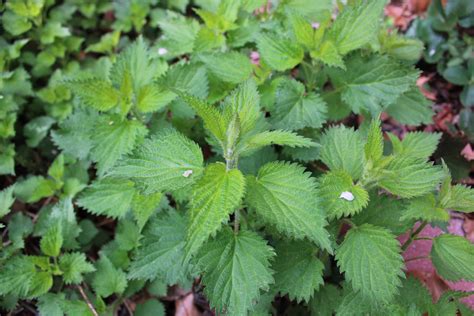 Stinging Nettle Rash Symptoms Causes Treatments 49 Off
