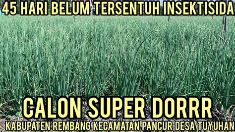 Hari Belum Tersentuh Insektisida Sama Sekali Tanaman Tetap Mulus