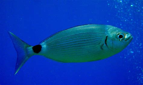 Microstoma microstoma | adriaticnature