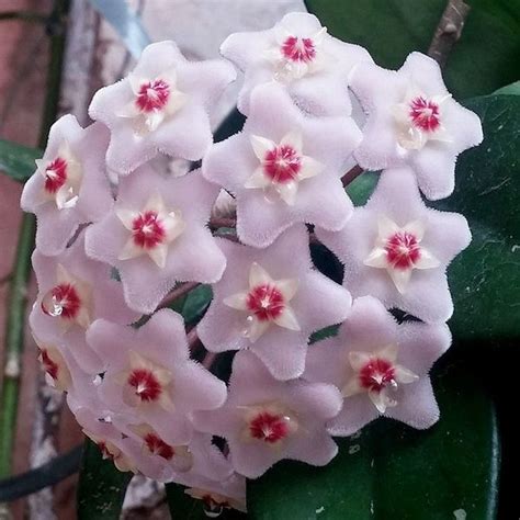 Hoya Carnosa Muda Flor De Cera Leroy Merlin