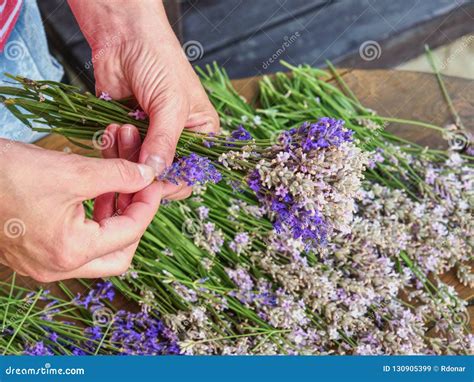 Girl Hands Are Holding A Bouquet Of Fresh Lavender Stock Image Image