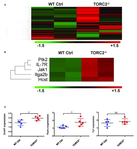 Torc Dc Exhibit A Distinct Gene Expression Profile From