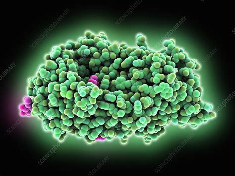 Amylase enzyme - Stock Image - C026/6044 - Science Photo Library