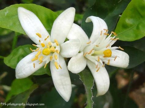 Orange Blossoms | Nature, Cultural, and Travel Photography Blog