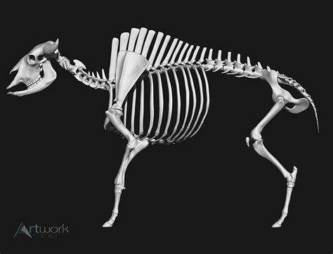 Bison Skeleton 3d Model Cgtrader