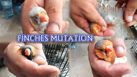 Finch Mutation Chart Zebra Finch Mutation Guide Finches Types