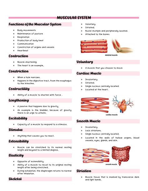 SOLUTION: Anatomy and physiology muscular system - Studypool