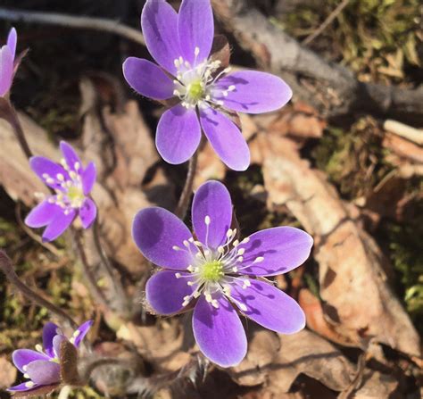 Chapter Sex And Reproduction In Seed Plants Inanimate Life