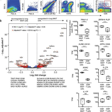 MR1 Tetramer MAIT Cells Are An Abundant T Cell Subset In The Human