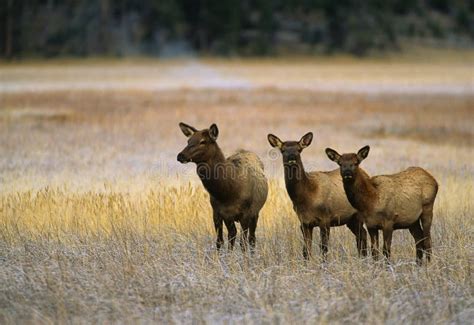 Cow Elk And Calves In Meadow Stock Photo Image 15580450