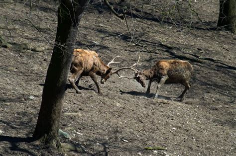 Thorold`s deer males stock image. Image of fight, morning - 169968727