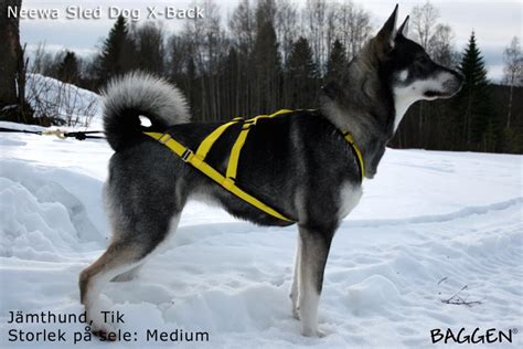 Baggen® Neewa Dog Gear Sled Dog Harness