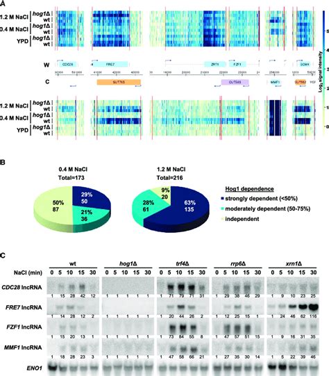 Hog1 Controls Transcription Of A Set Of Lncrnas Upon Stress A