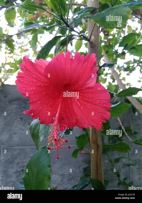 La Flor Nacional De Haití Belleza Y Simbolismo TeleFlor