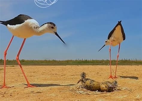 見證幼鳥孵化 新手鳥爸呆滯凝望