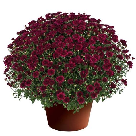 Mum chrysanthemum x morifolium Patty Purple | Lucas Greenhouses