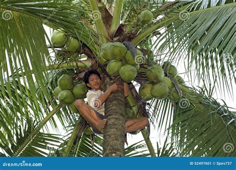 Filipino Man Cuts Coconuts In Top Of Palm Tree Editorial Photo Image