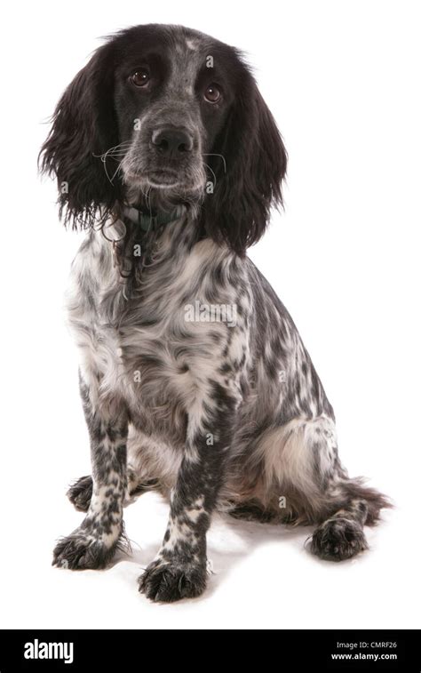 Cocker Spaniel Puppies Black And White