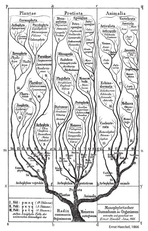 Homologies Phylogenies Sequence Space And The Theory Of Evolution