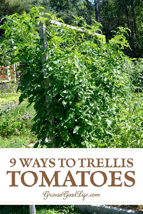 9 Creative Diy Tomato Trellis Ideas Tomato Trellis Tomato Garden