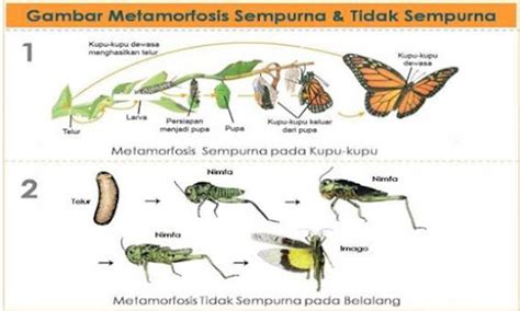 Daur Hidup Hewan Pembelajaran Sekolah Dasar