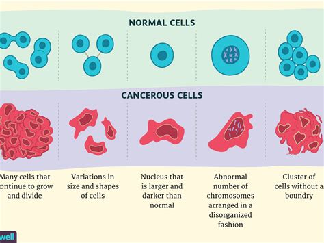 Normal Cells Under Microscope