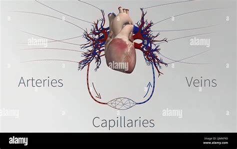 Cross Section Of Human Lung Hi Res Stock Photography And Images Alamy