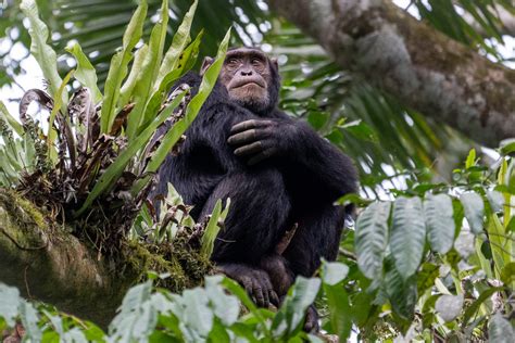 Nyungwe Forest National Park Fees Rwanda Safaris