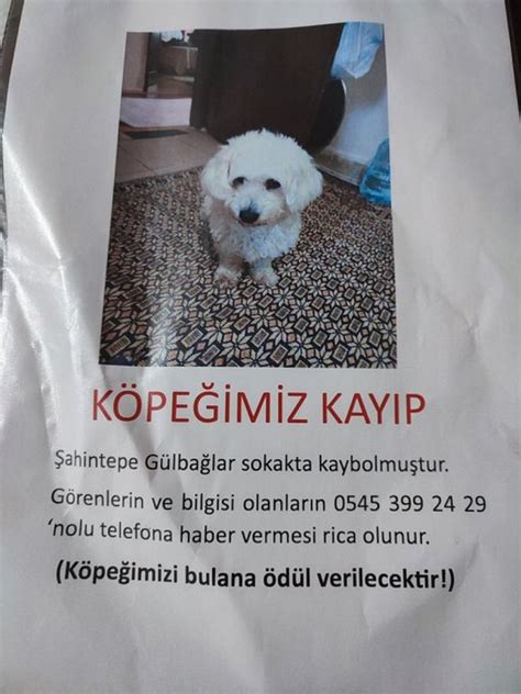 Sokak Hayvanları Sahipsiz Degildir on Twitter RT masum gozler KAYIP