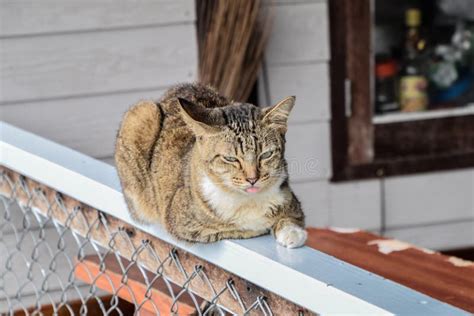 Beautiful Thai Pussy Close Up Stock Photos Free Royalty Free Stock Photos From Dreamstime
