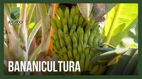 Bananicultura Produtor De Uberl Ndia Abastece Os Estados De Minas