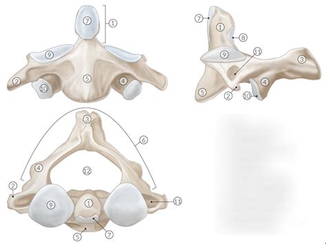 Anatomy 5 Cervical C2 Axis Diagram Quizlet