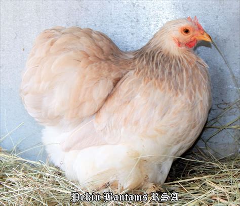 Dilute Blue Wheaten Pullet ~ Owned By Pekin Bantams Rsa Fancy Chickens Bird Breeds Chicken