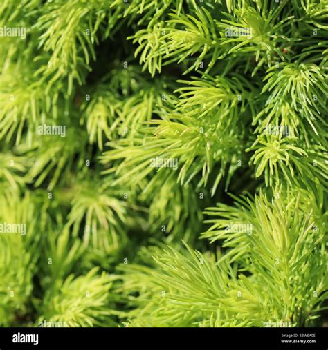 Canadian Spruce Picea Glauca Conica White Spruce Decorative Coniferous Evergreen Tree In