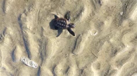 Baby Loggerhead Turtle Makes Its Way To Ocean Youtube