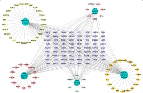 Target Pathway Network Diagram Download Scientific Diagram