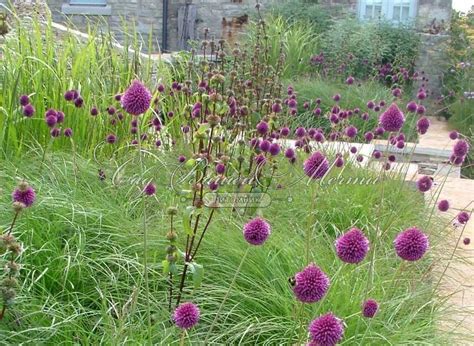 Лук декоративный (Аллиум) круглоголовый / (Allium sphaerocephalon ...