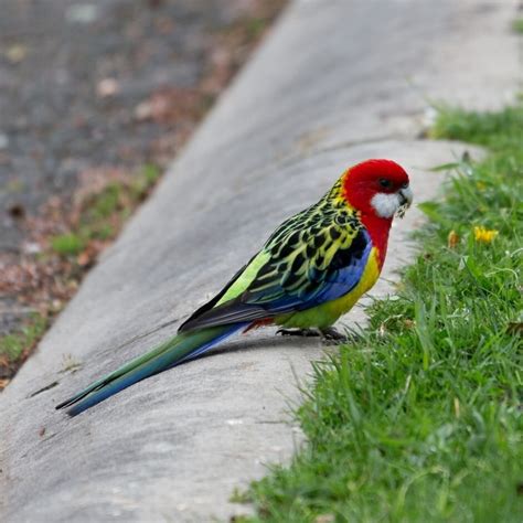 Eastern Rosella | Kohab Bird Guide — Kohab