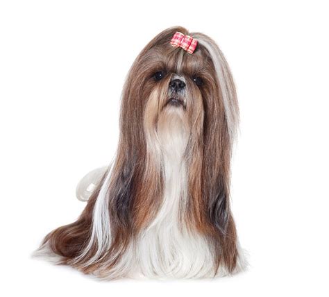 Shih Tzu Noir Et Blanc Adulte