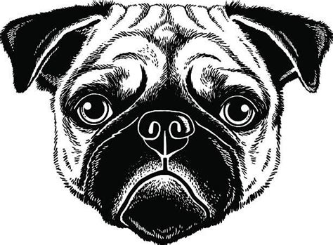 Pug Dog Face Vector Illustration Isolated Stock Vector